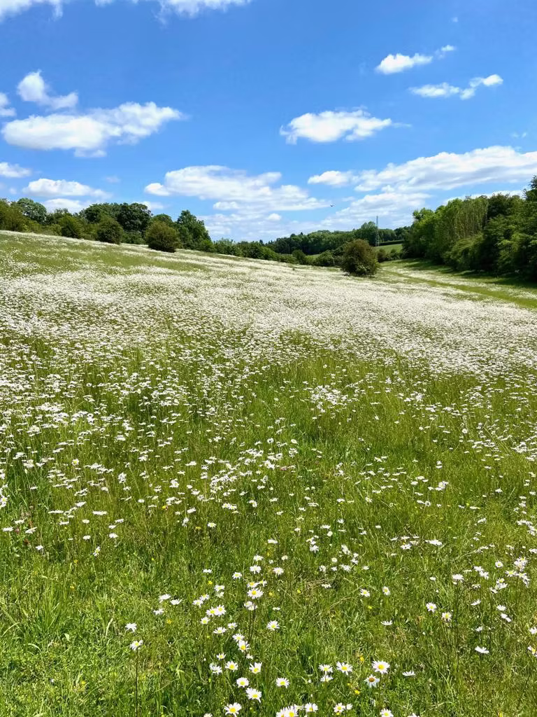 ox eye daisy meadow